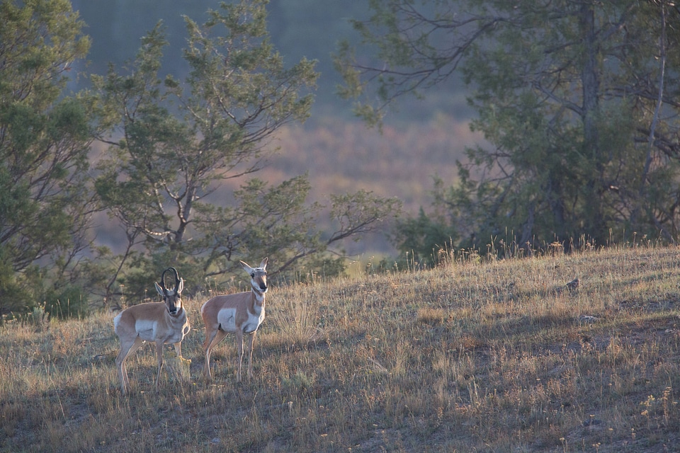 Pronghorn Antelope buck and doe in landscape