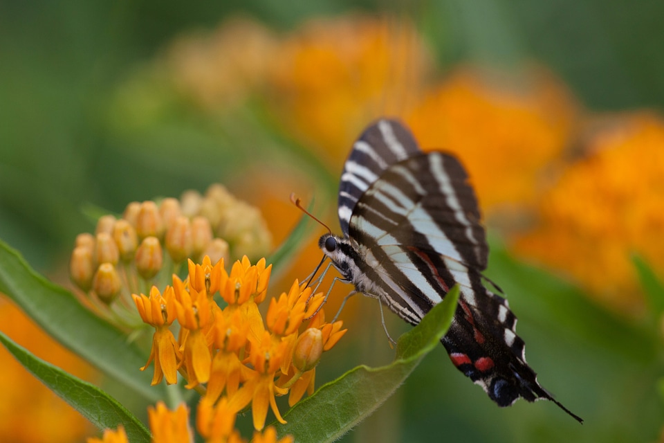 Zebra Swallowtail feeds on Butterfly Weed-1