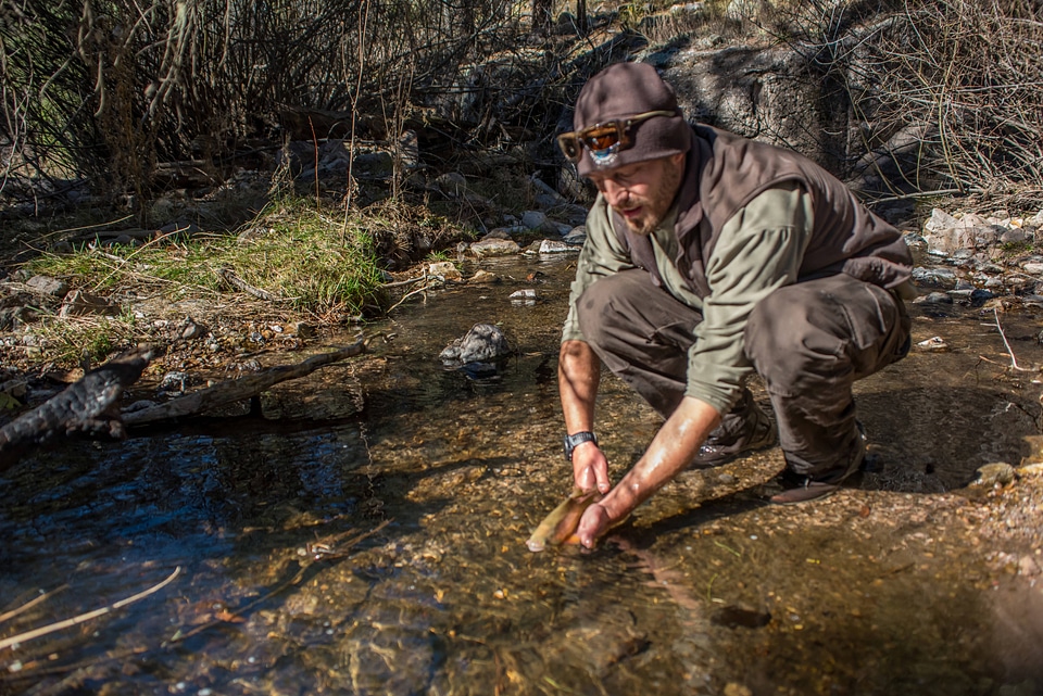 Biologist stocks Gila trout in Mineral Creek-3