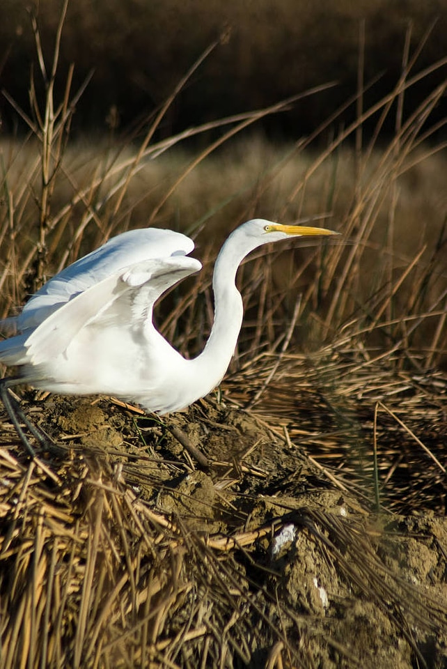 Great Egret at Sacramento National Wildlife Refuge