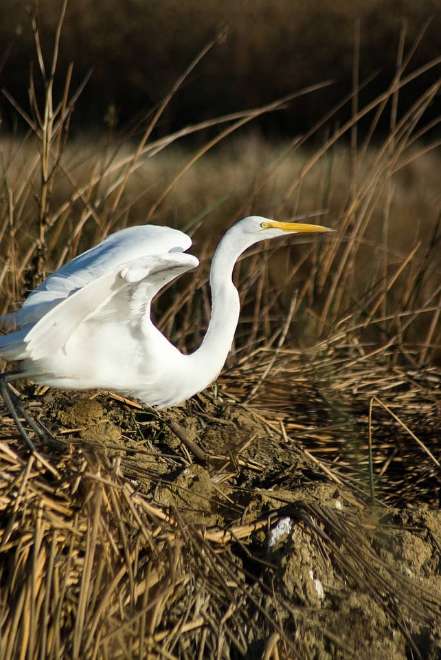 Great Egret at Sacramento National Wildlife Refuge photo