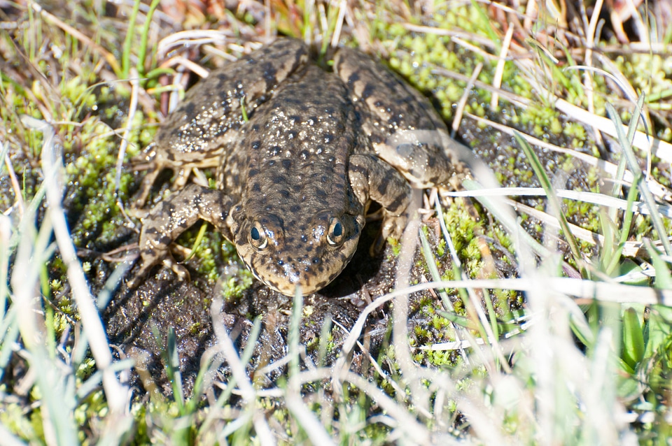 Mountain yellow-legged frog-4