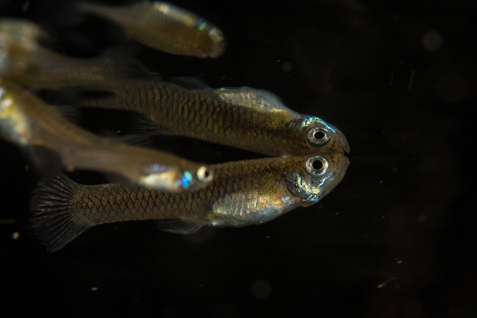 Western Mosquitofish-1
