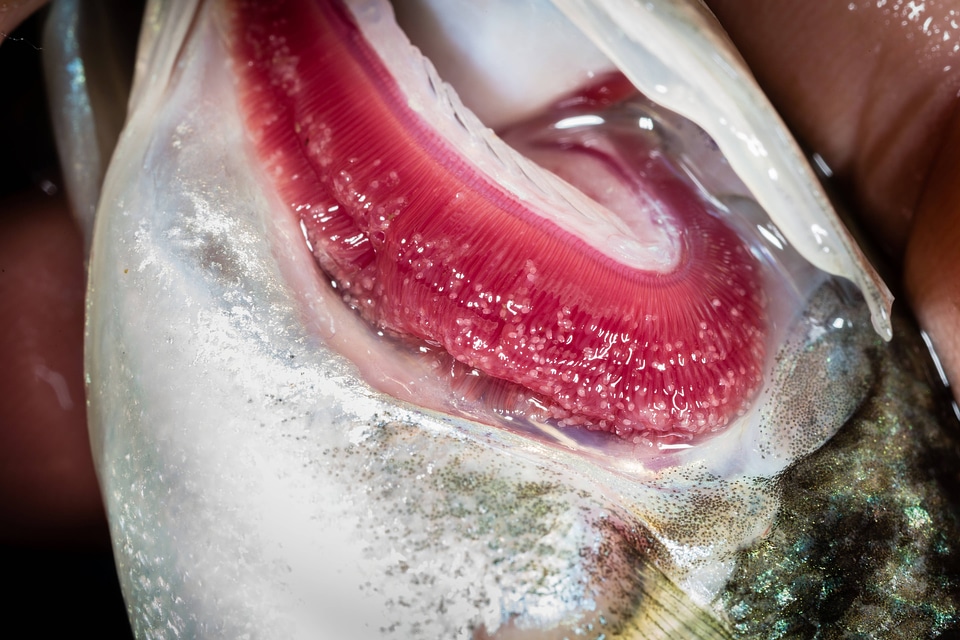 Glochidia on bass gill-4