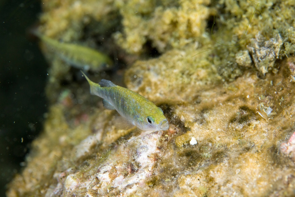 Ash Meadows Amargosa pupfish-1