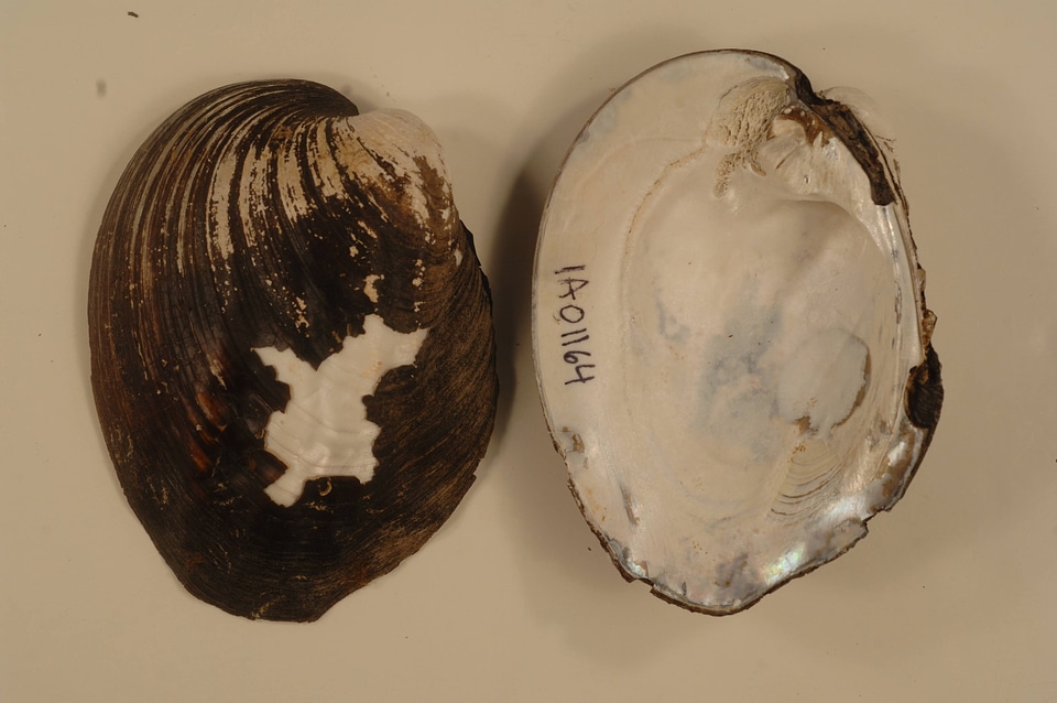 Amblema plicata-1
