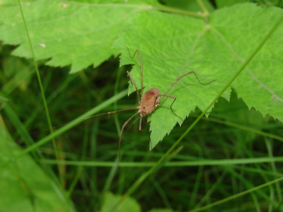 Harvestmen on a leaf at Neil Smith National Wildlife Refuge