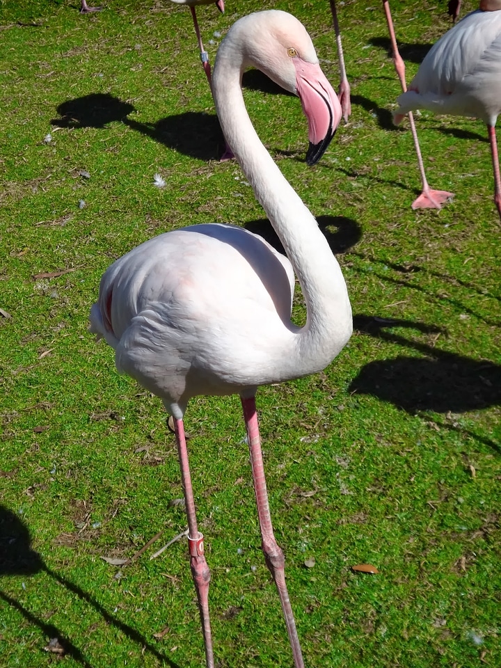 Pink nature wildlife