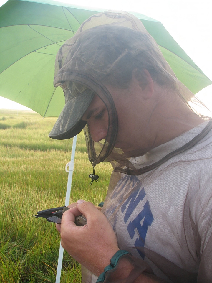 Saltmarsh sparrow banding-3