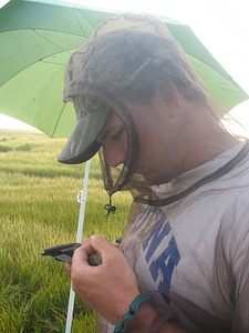 Saltmarsh sparrow banding-3