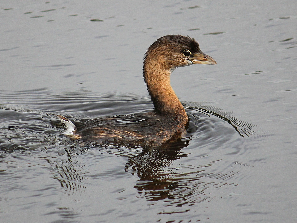 Pied-billed grebe-2