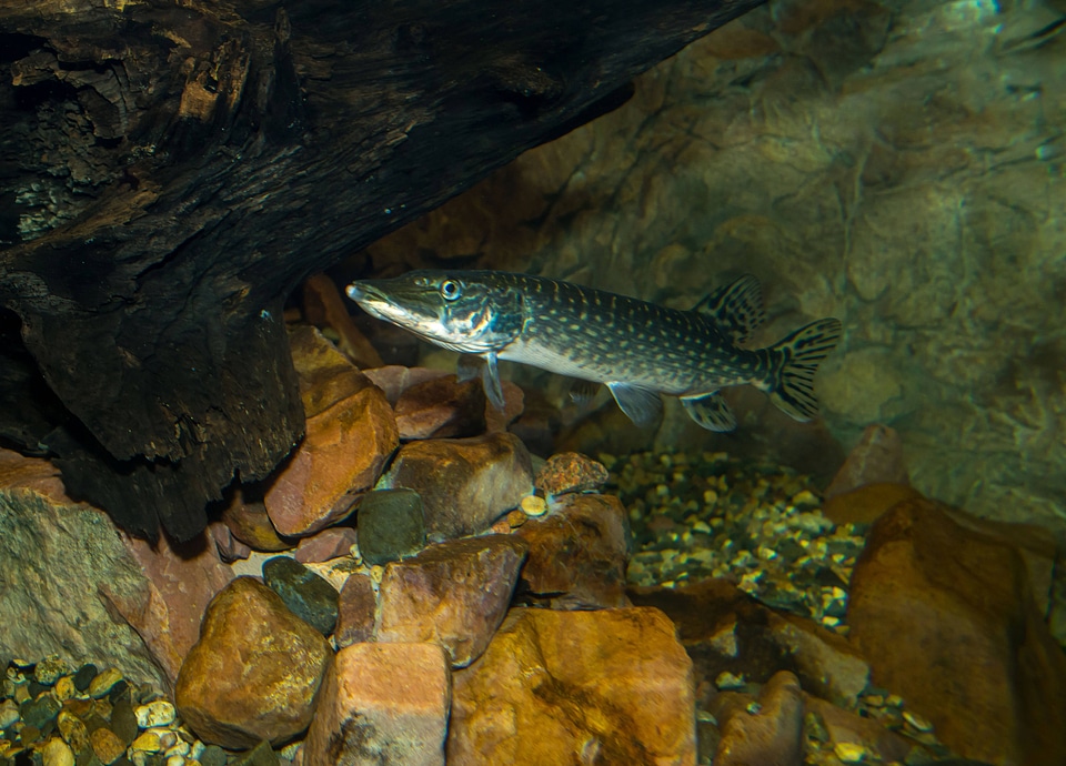 Juvenile Northern Pike-4