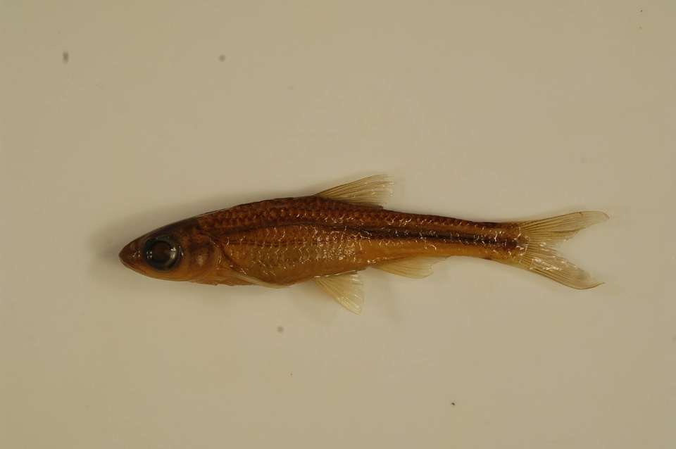 Notropis telescopus-1