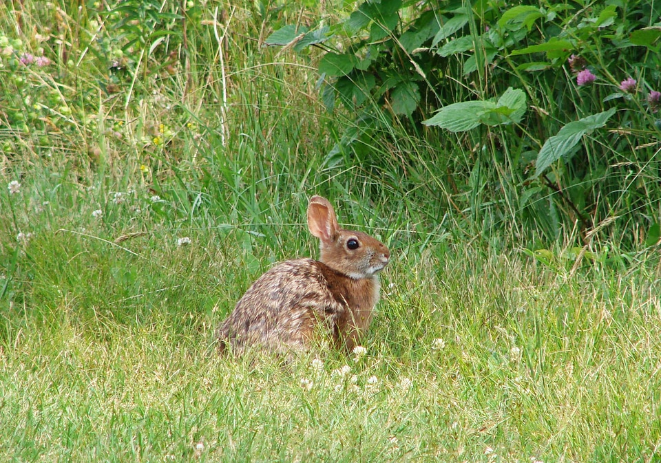 New England cottontail-2