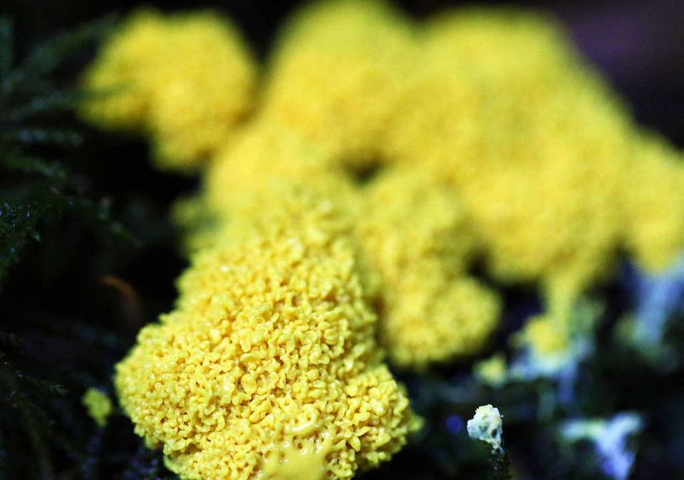Dog-vomit slime mold 
