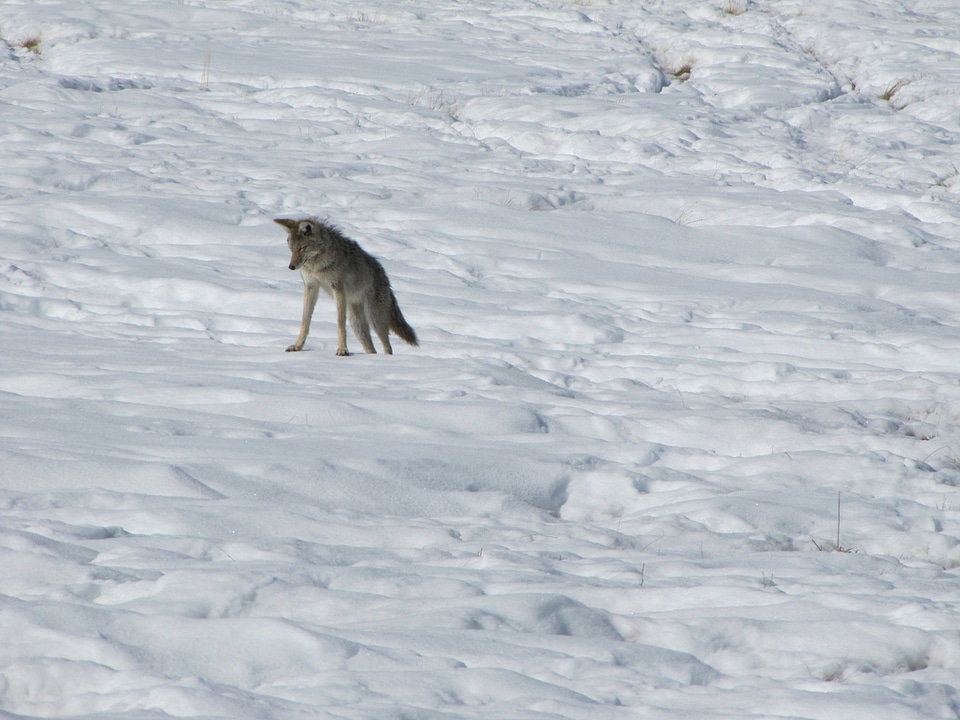 Coyote ready to pounce