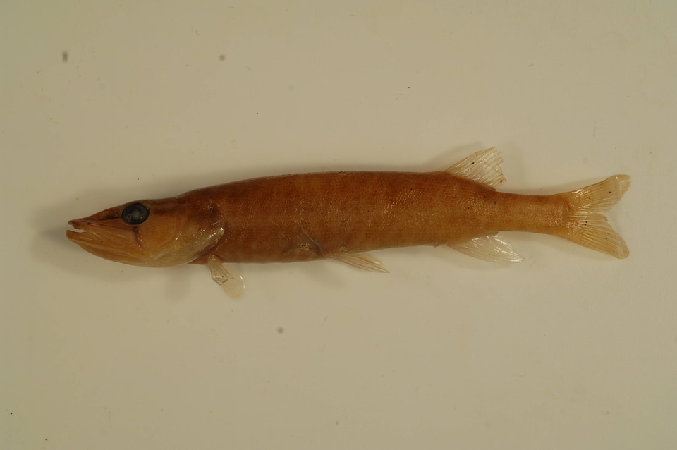 Esox americanus americanus-1