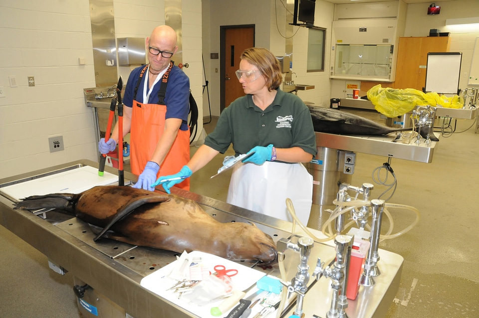 Marine Mammal Stranding Course at NCTC-3