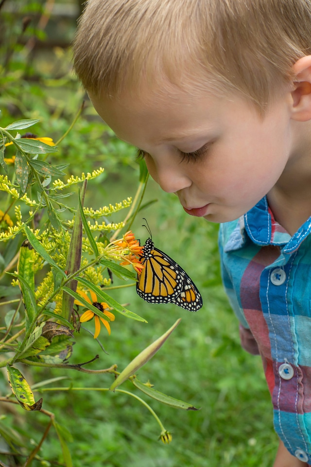 Little boy with monarch butterfly-1