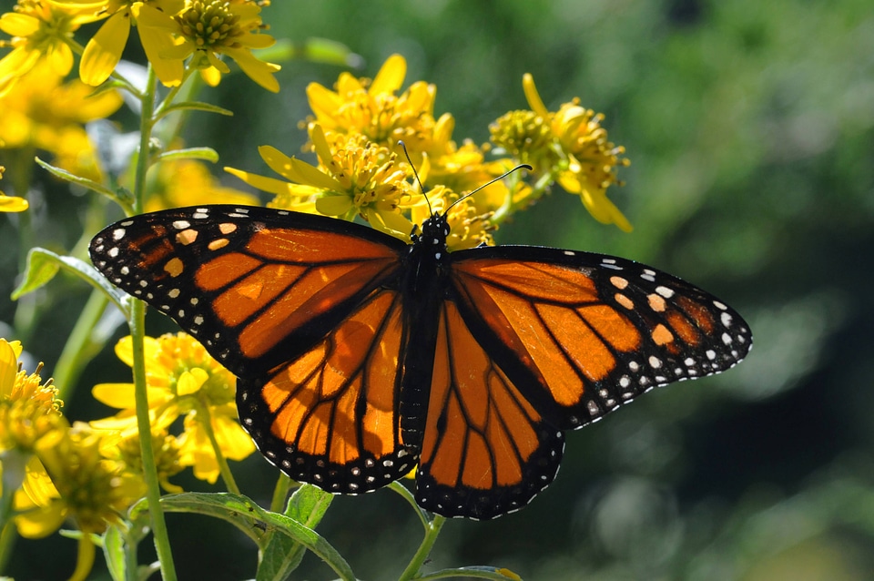 Monarch butterfly-4