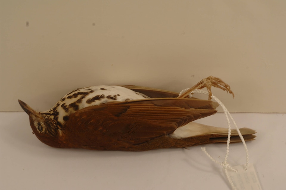 Hylocichla mustelina-4