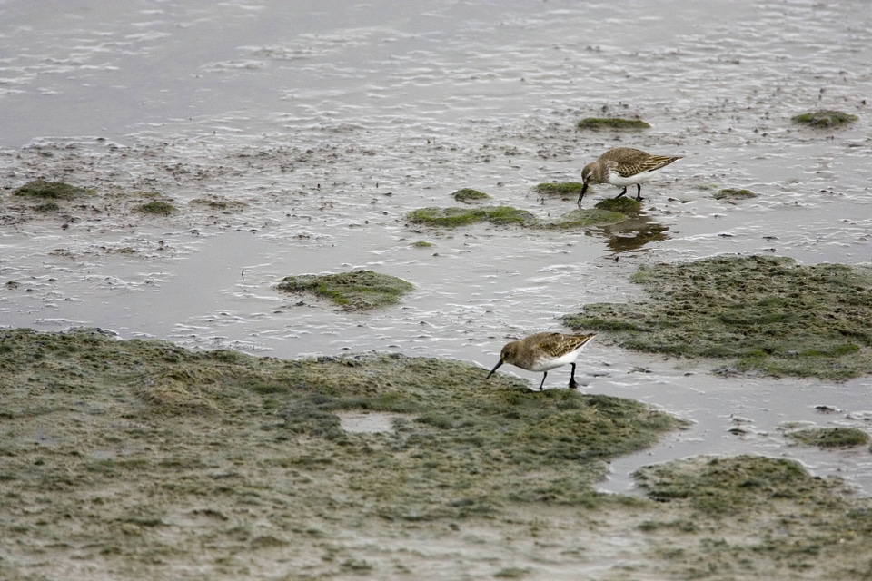 Sharp-tailed Sandpiper-6