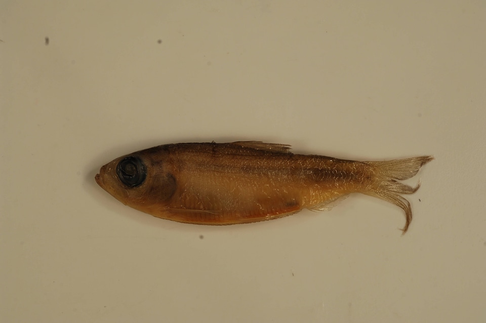 Alosa pseudoharengus-2