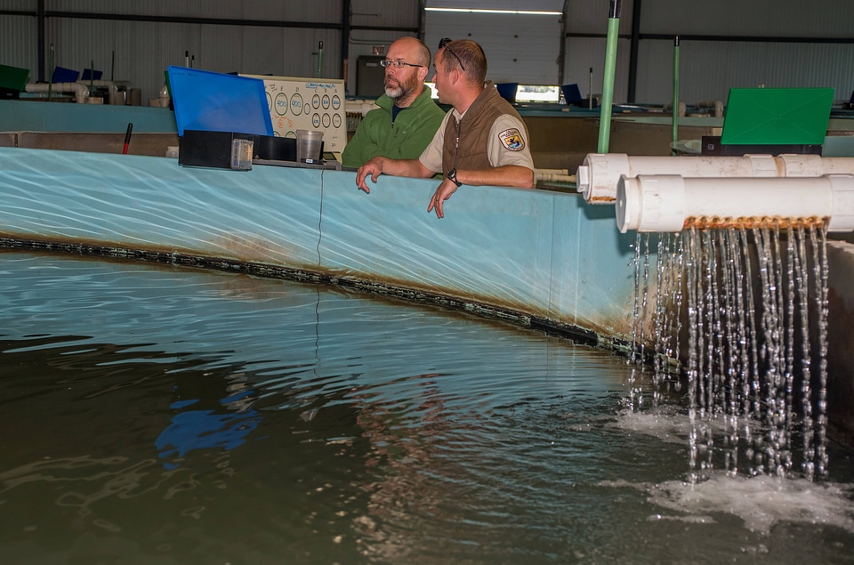 Biologists in Broodstock area in Sturgeon Building
