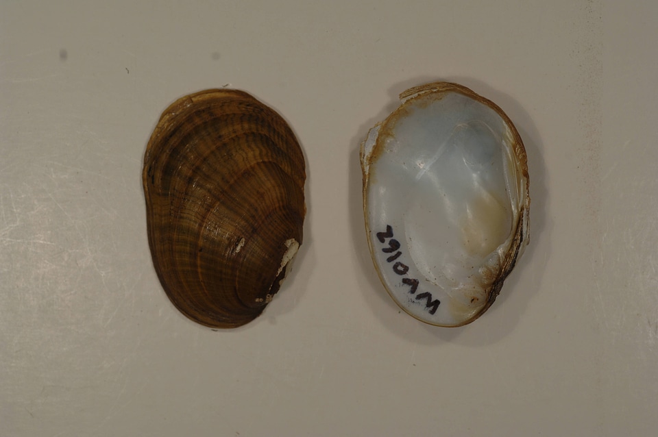 Epioblasma rangiana-5