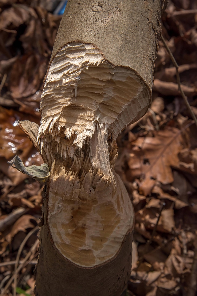 Trunk of tree chewed by beaver at Seneca Creek