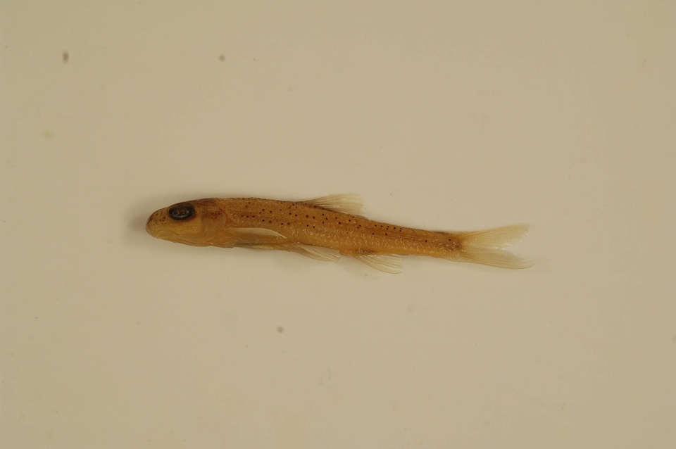 Macrhybopsis hyostoma-3
