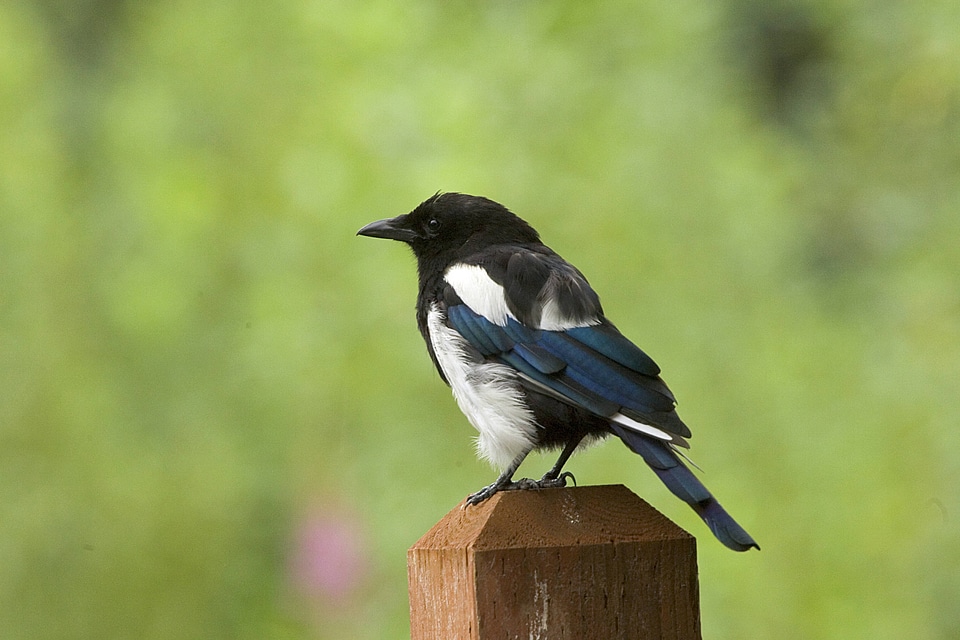 Bird perched on a fence