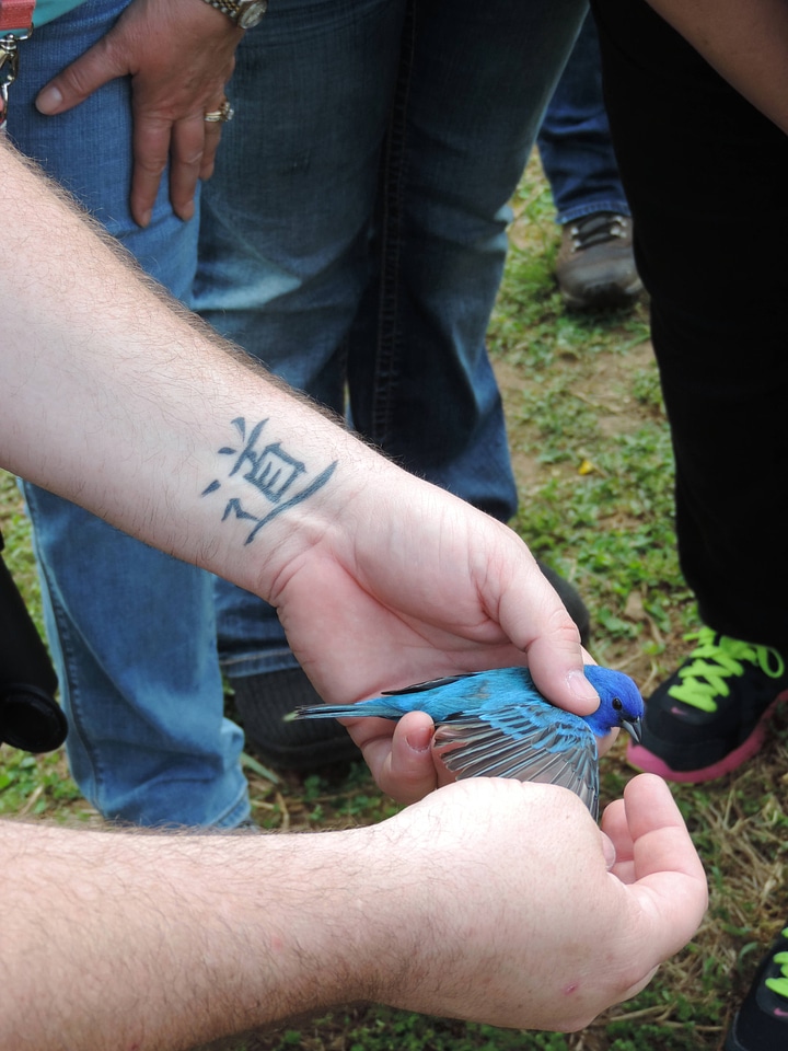 Wingspan of a Indigo Bunting