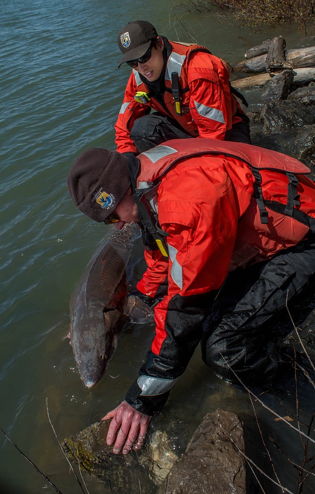 USFWS Fisheries workers releasing lake sturgeon-1