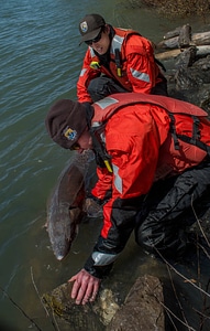 USFWS Fisheries workers releasing lake sturgeon-1