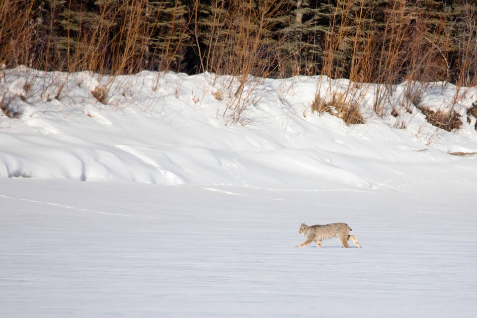 Collared Canada lynx crosses the frozen river