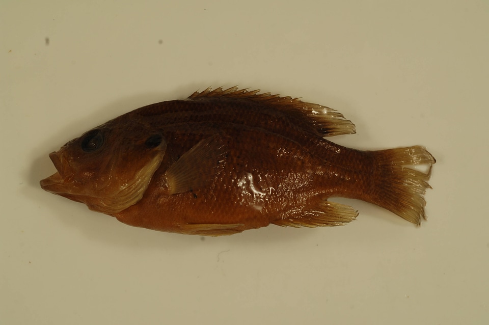 Lepomis cyanellus-1