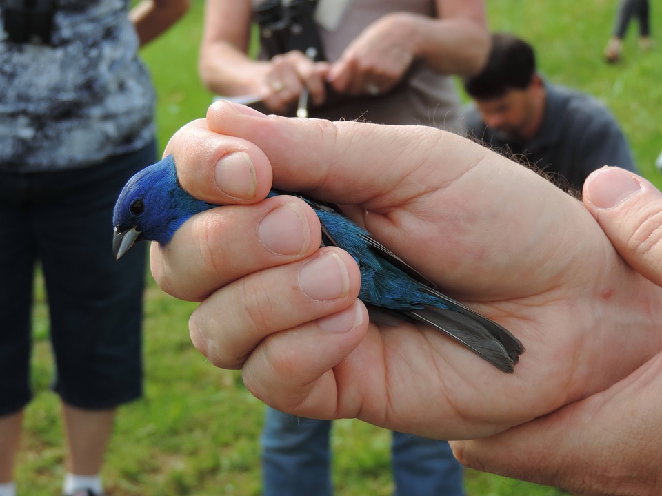 Indigo bunting-4