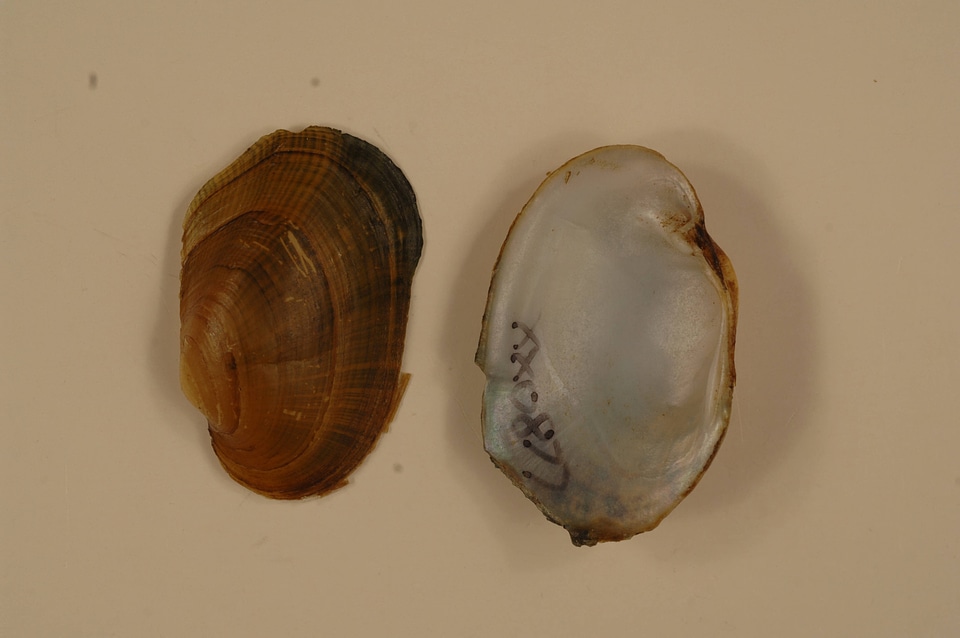 Epioblasma capsaeformis-5