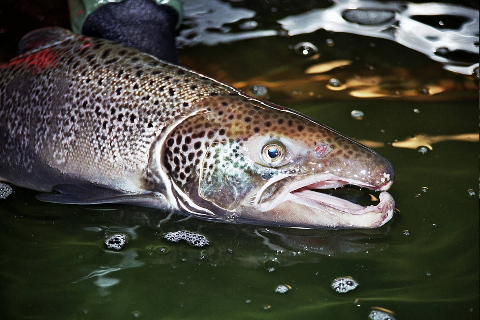 Atlantic Salmon Male