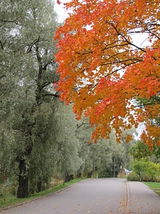 Fall colors wood road photo