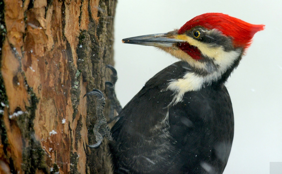 Pileated Woodpecker inspection

