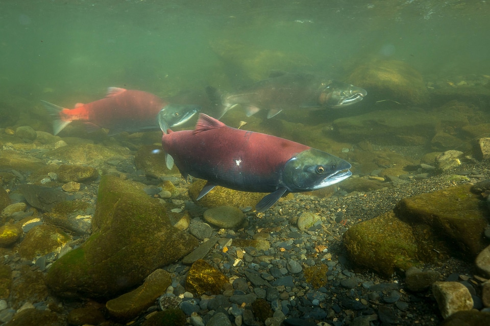 Sockeye Salmon-1