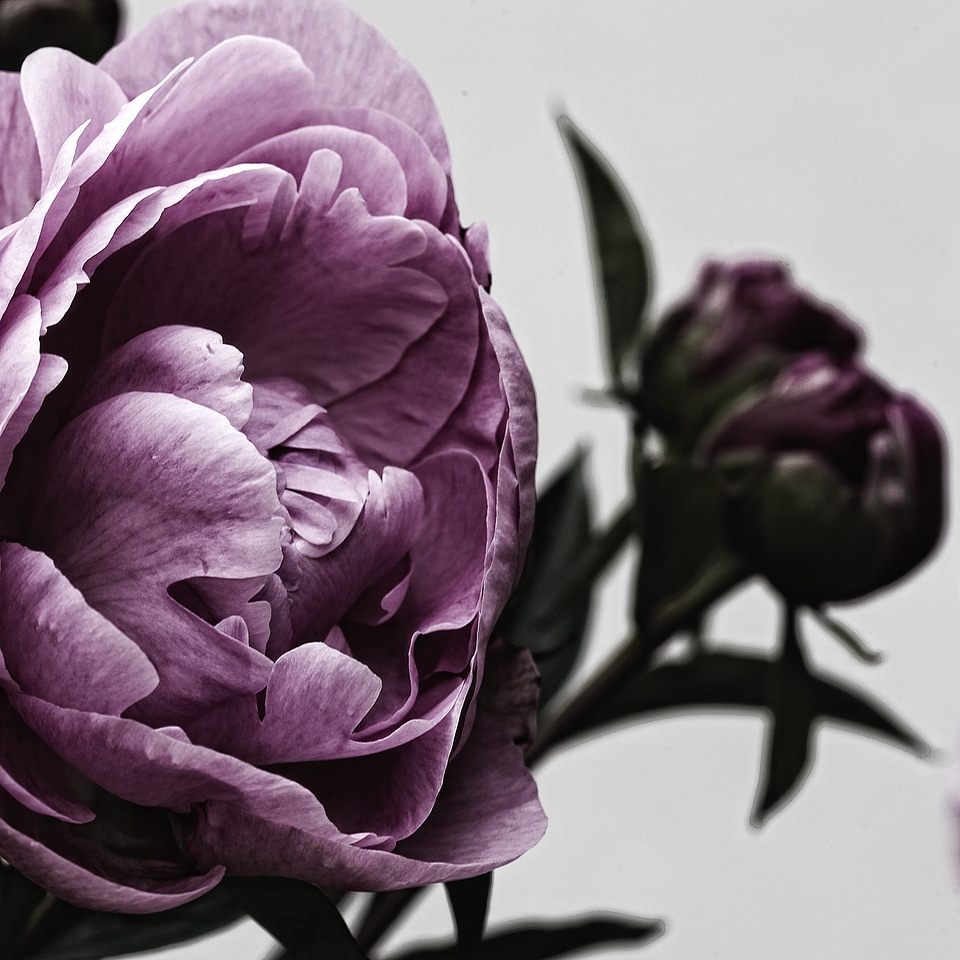 Nature leaf blossom
