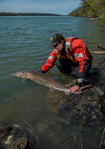 USFWS Fisheries workers releasing lake sturgeon-5