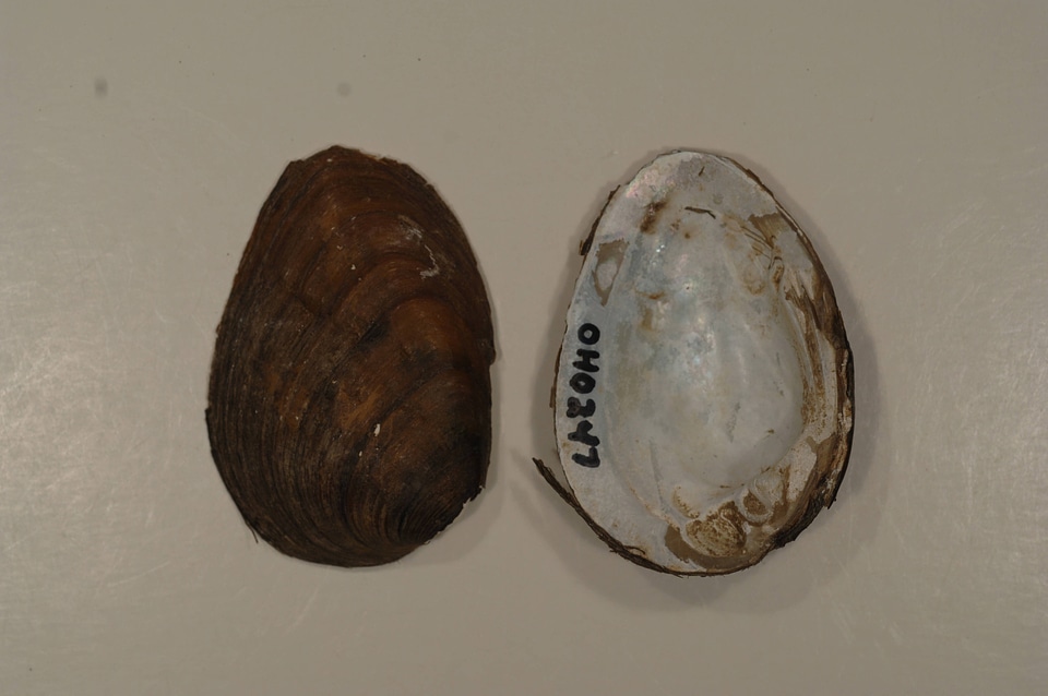 Pleurobema clava-6