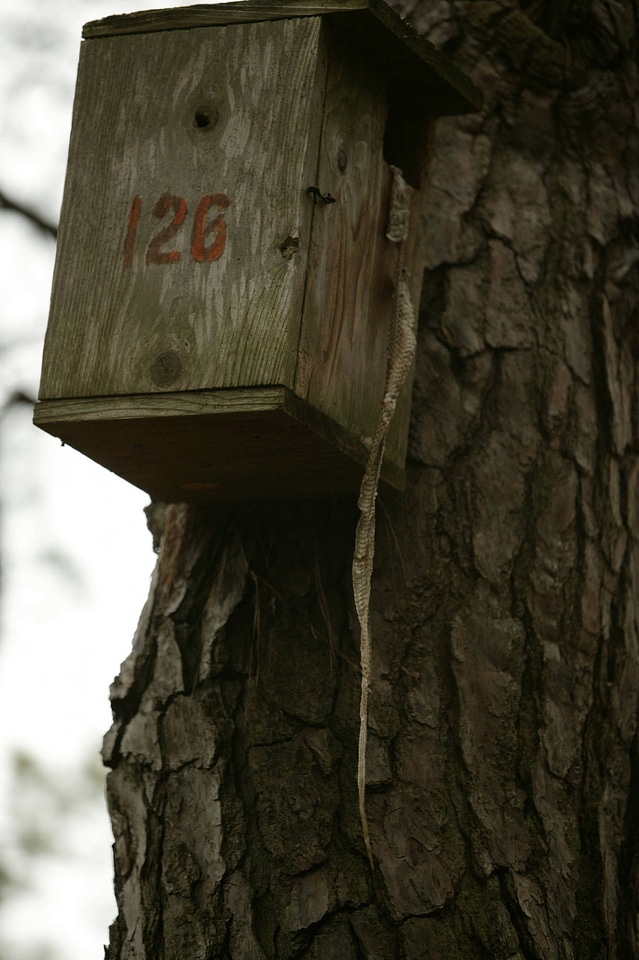 Snake skin cascading from a birdbox