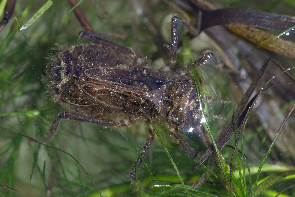 Hine's emerald dragonfly larvae in shallow water-2