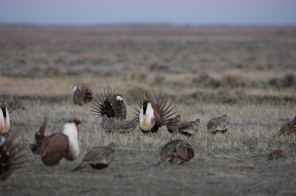 Greater sage-grouse-1
