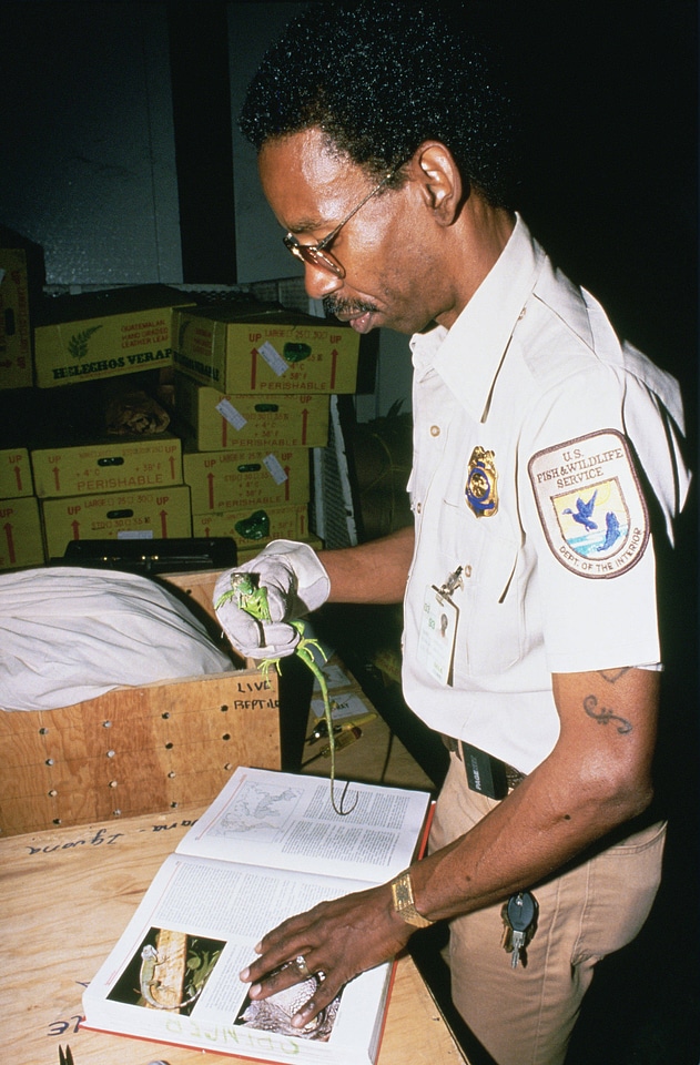 Inspection and Identification of Iguana